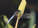 Pachydiplax longipennis (Blue Dasher) male-6.jpg